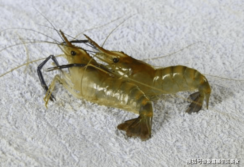 原創春季的6種鹼性食材，中老年人要多吃，改善體質強免疫，建議收藏！