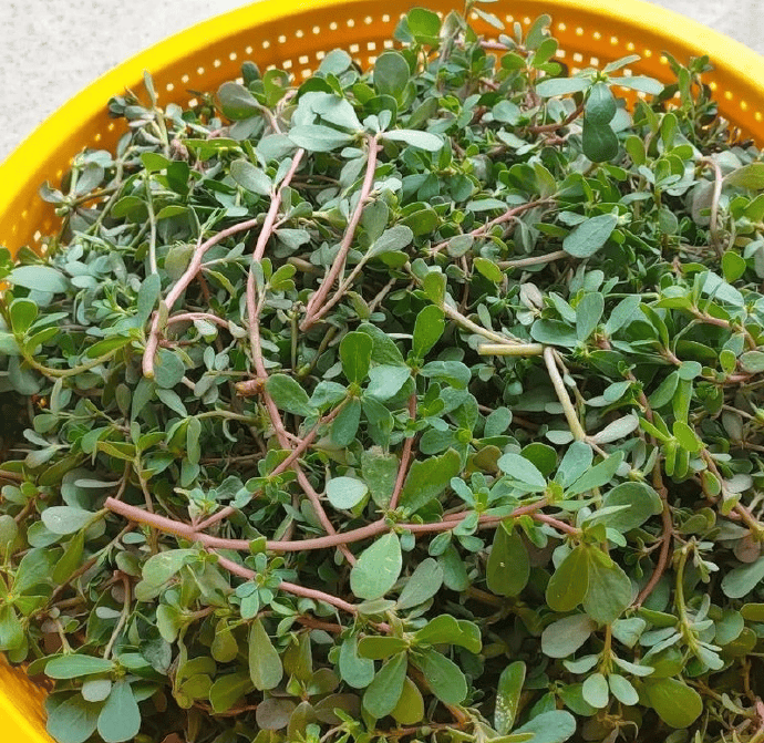 原創春天必吃的 8 種野菜，鮮掉眉毛的春日限定美食，你吃過幾種？