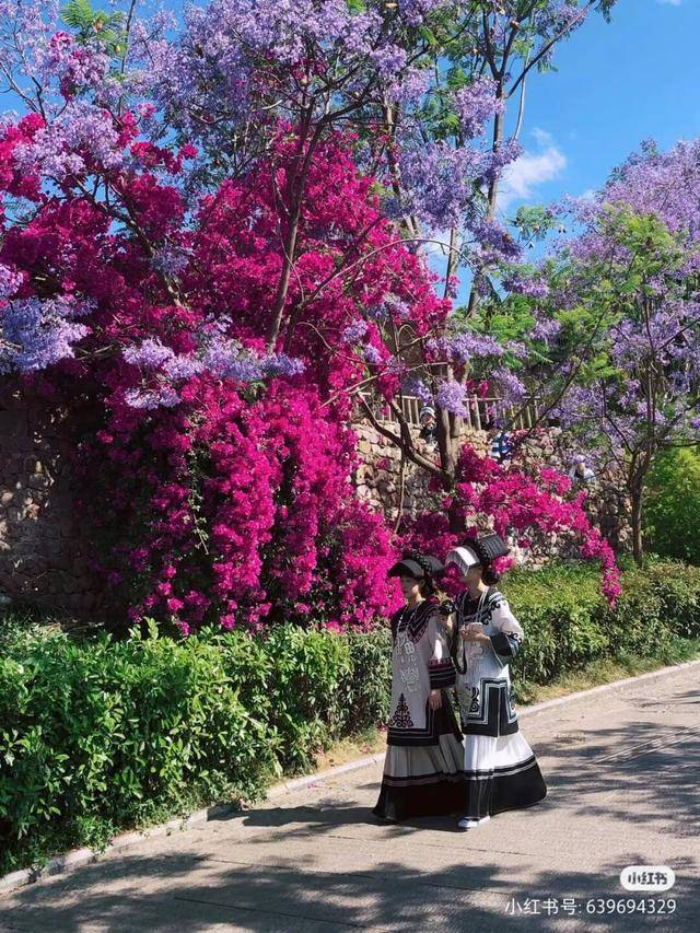 比大理浪漫！比昆明更近！高鐵直達陽光小城，2萬株藍花楹美瘋！觀海登山，美食吃到爽！