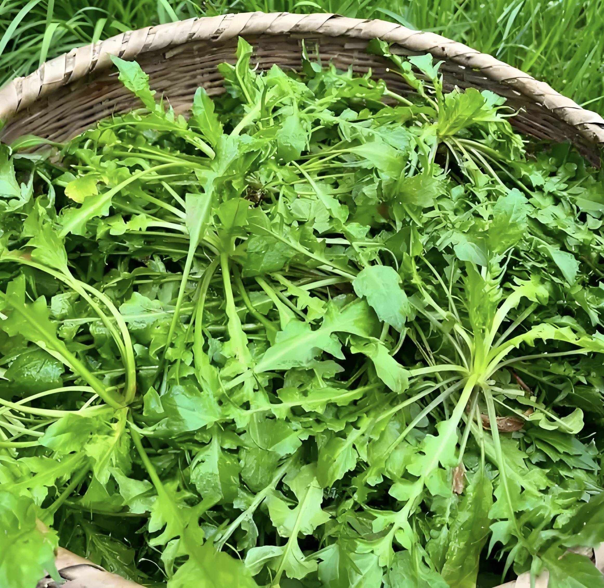 原創春天必吃的 8 種野菜，鮮掉眉毛的春日限定美食，你吃過幾種？
