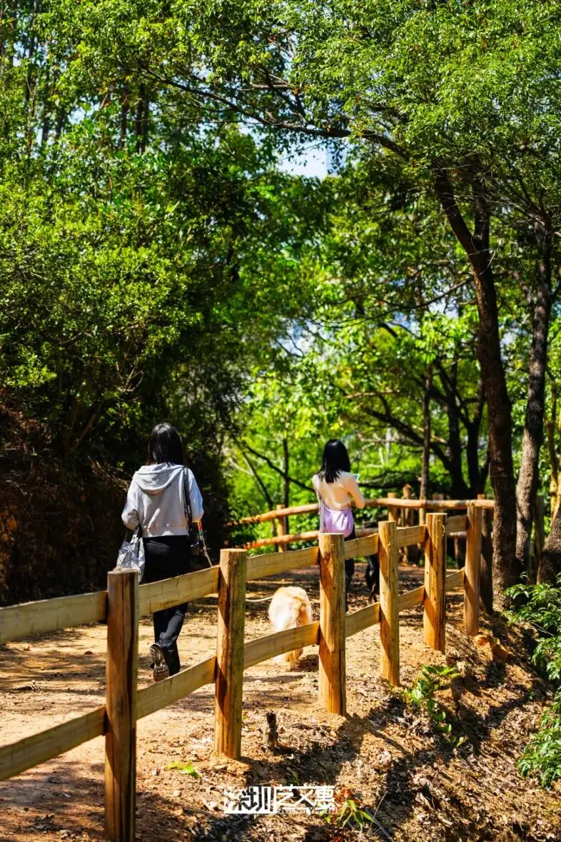 今日深圳｜聽說，羅芳郊野徑新開了個“狗狗圖書館”