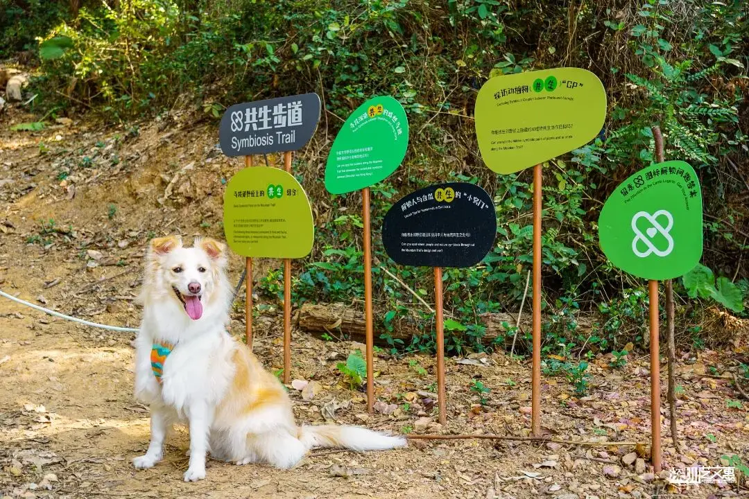 今日深圳｜聽說，羅芳郊野徑新開了個“狗狗圖書館”