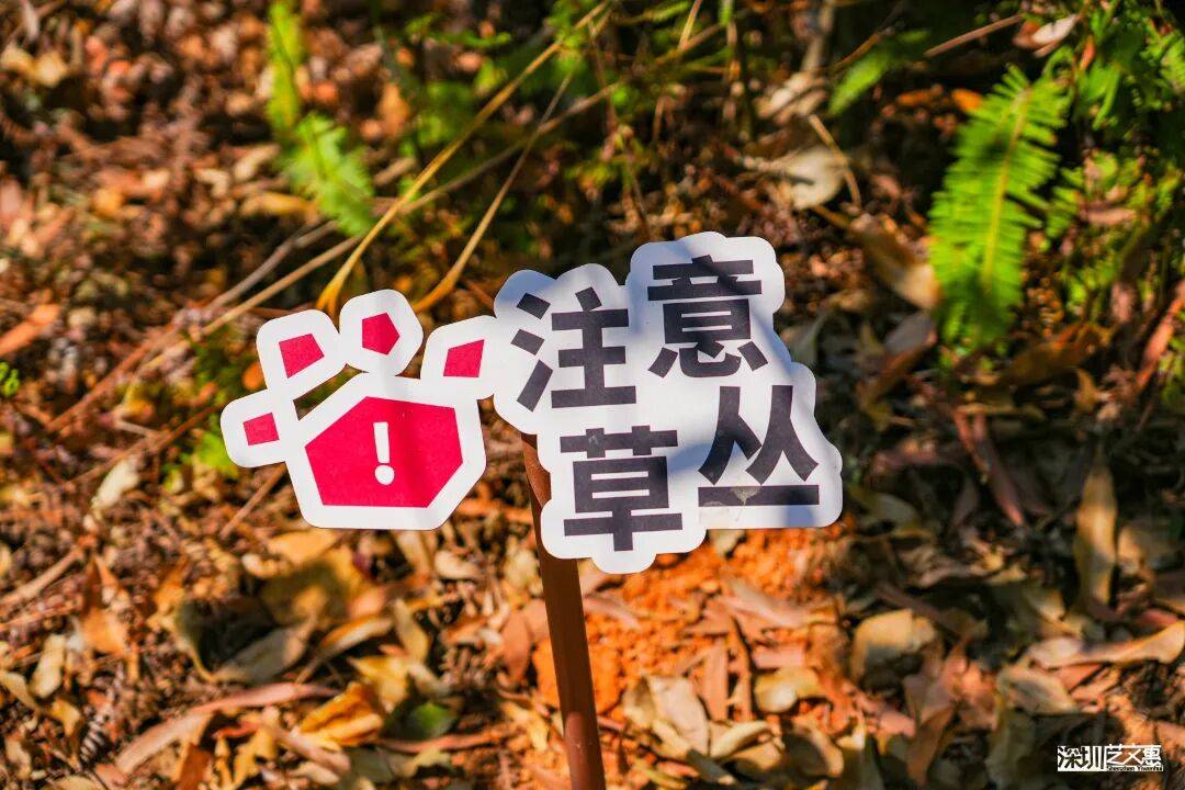 今日深圳｜聽說，羅芳郊野徑新開了個“狗狗圖書館”