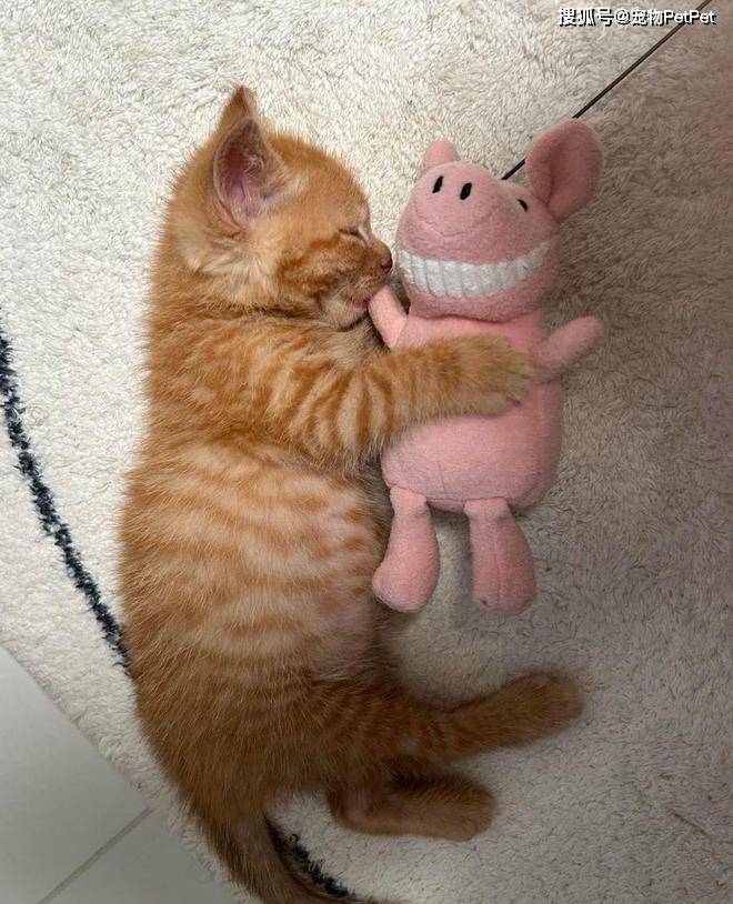 原創貓的誘惑有多大？租房不讓養貓，靠一張貓咪照片搞定房東！