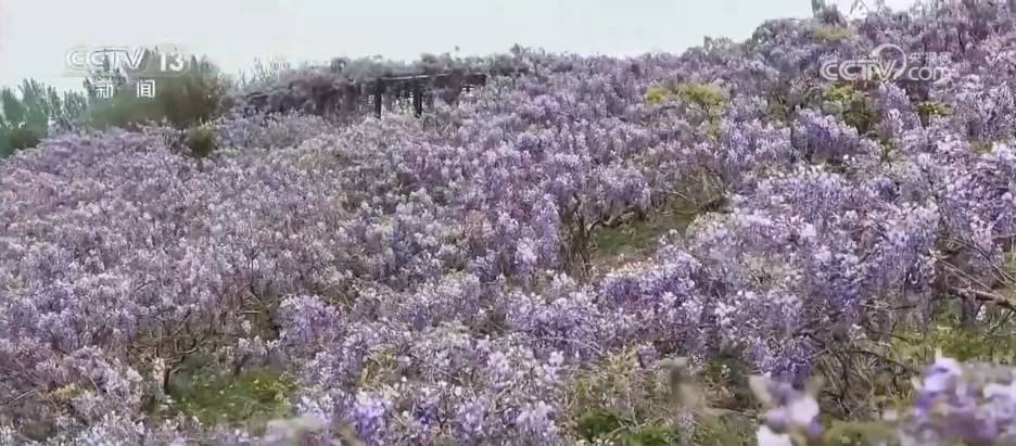 特色春日滋味擦亮地域名片 “美食+文旅”成為引領消費新亮點