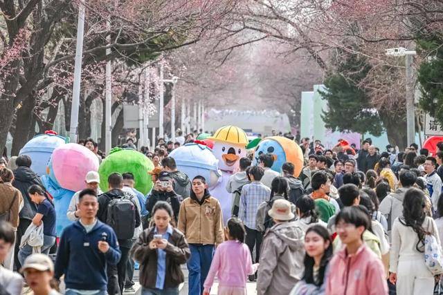 絕美杏花大道上線！拍照點位速速收藏！