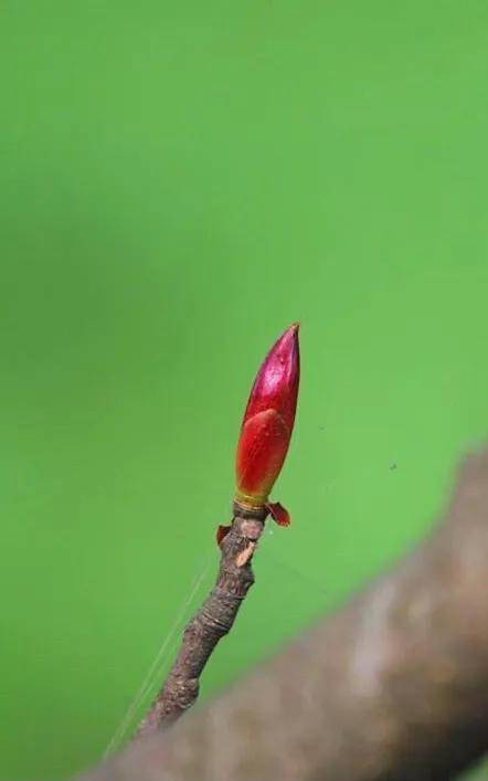 絕了！一直開開開不完！賞花攻略趕緊收藏