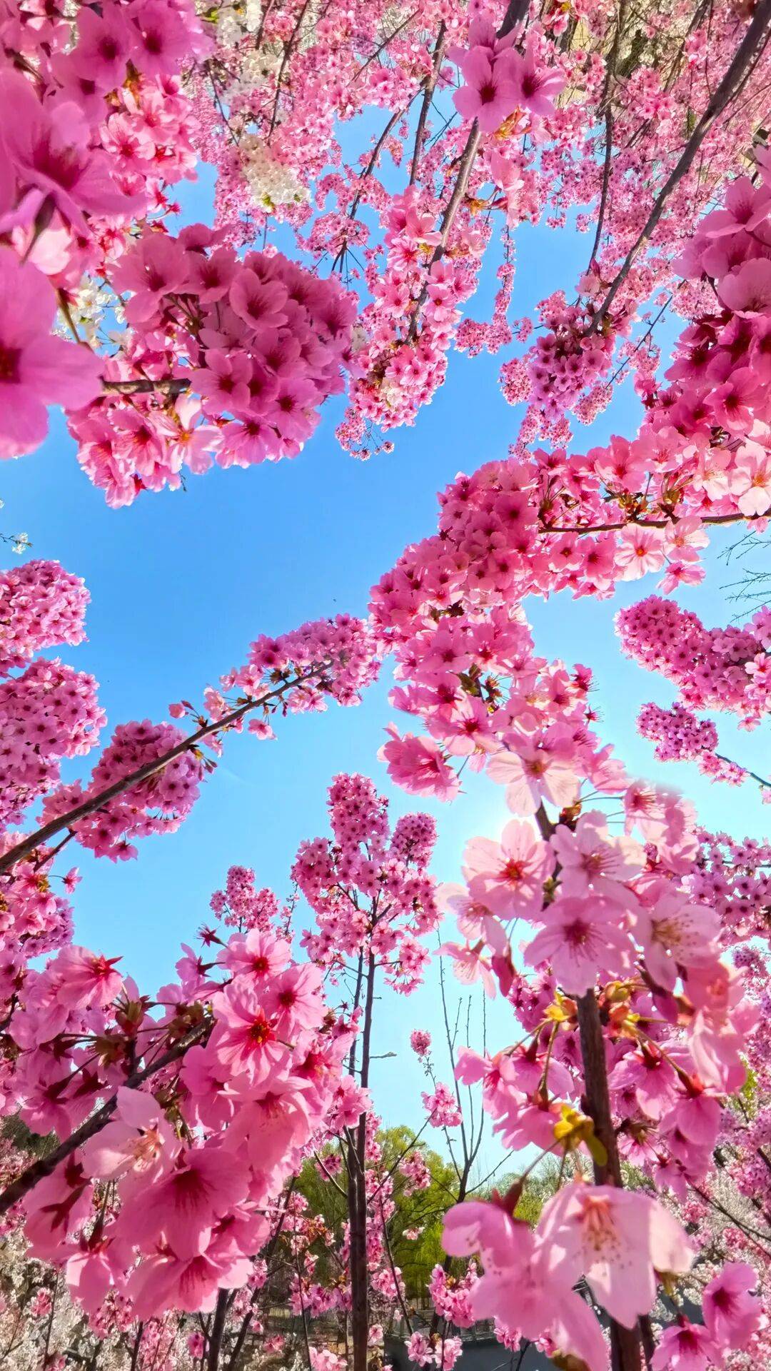 春日限定屏保，轉發收藏→