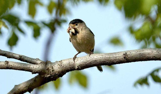 “鳥情播報員”崔玉榮：用鏡頭收藏“會飛的風景”