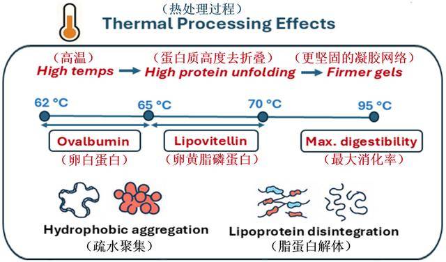 煮蛋也能發論文？全網“最懂雞蛋”的出現了