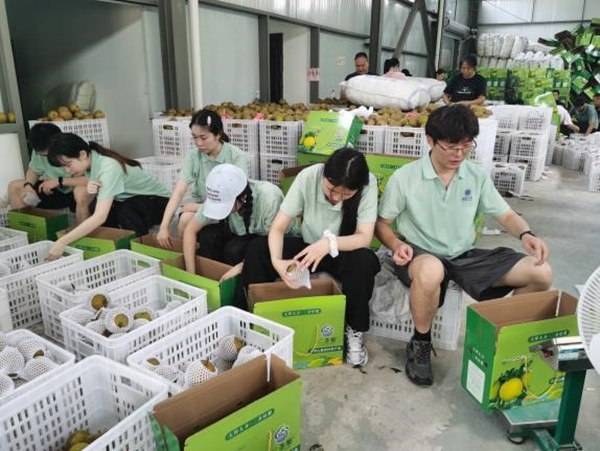 西南大學經管研究生暑期實踐：紮根梨鄉助農 調研產業振興