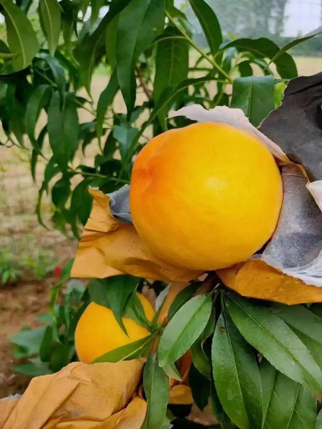 家常美食，中伏的美味，您解鎖了嗎？