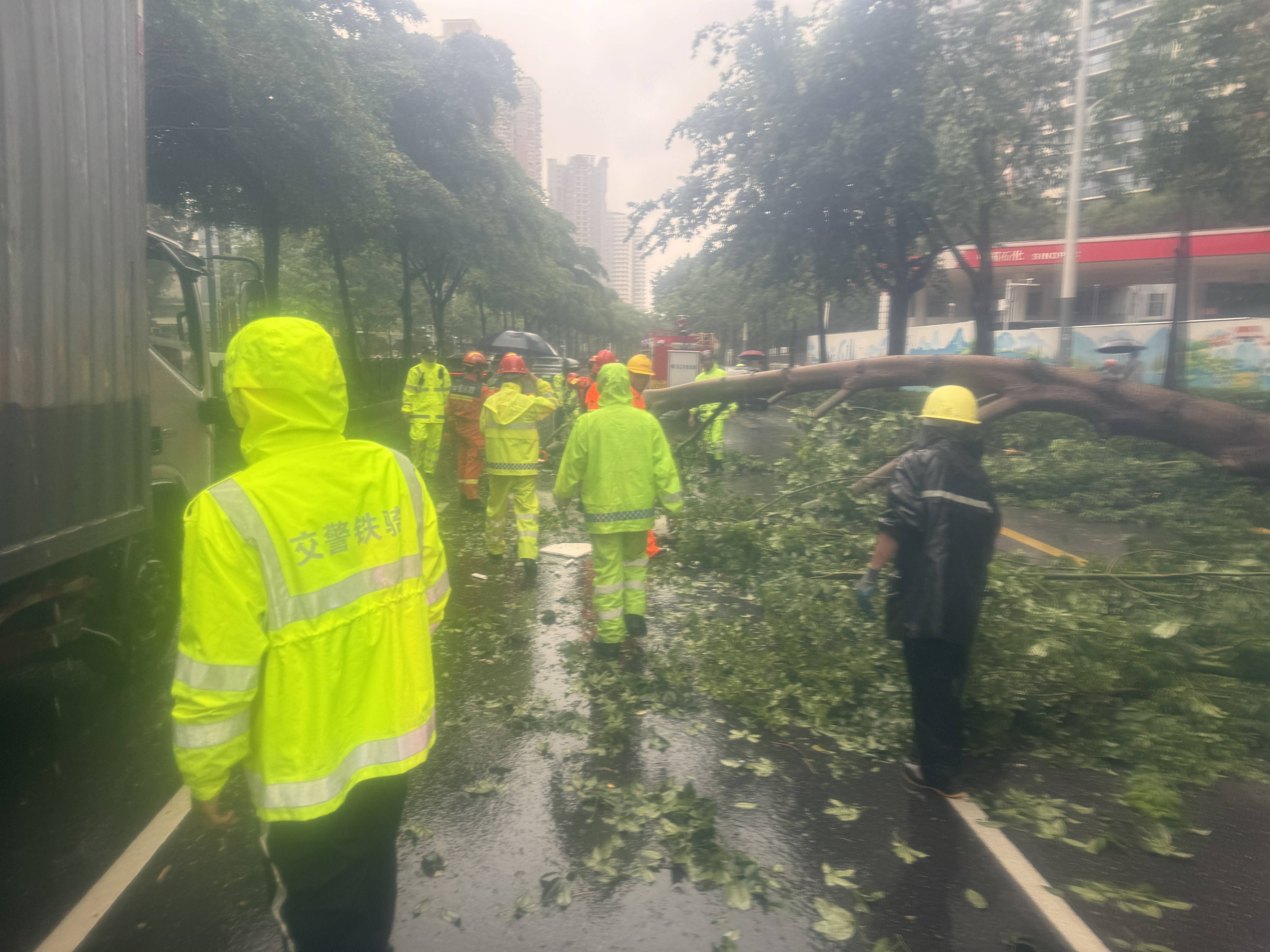 羅湖交警風雨中快速處置倒伏樹枝，保障道路暢通