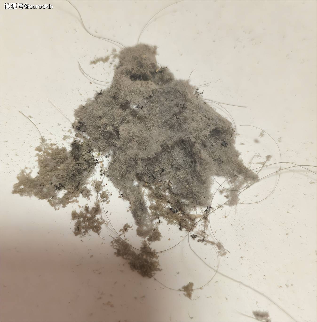 租房黨適合什麼除蟎儀？盤點除蟎儀十大名牌！