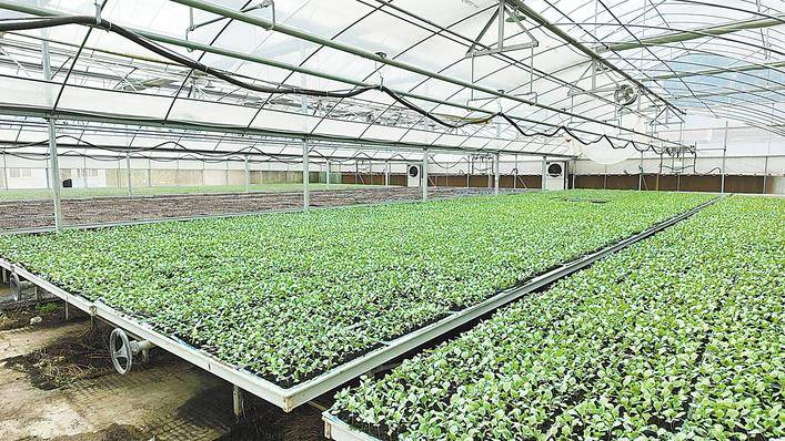 育苗基地盡顯種菜科技範