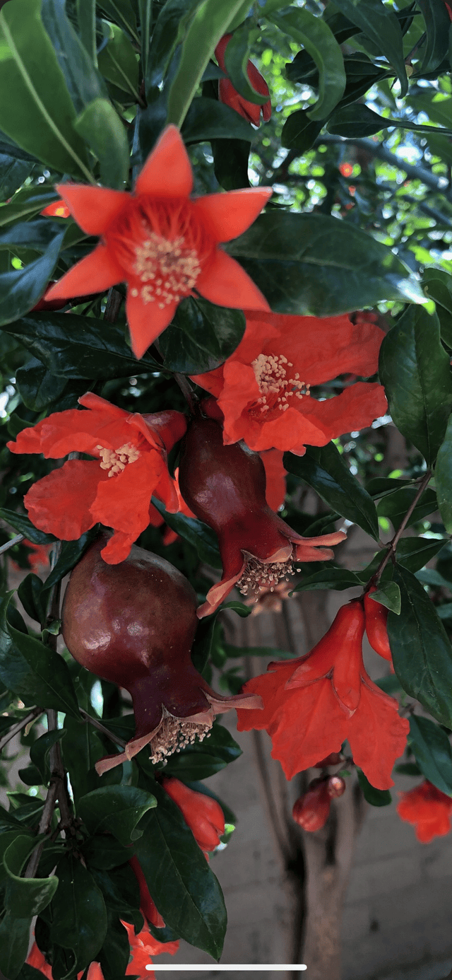 詩意江城：殷紅一樹醉歲華——詩人趙鋼最新詩歌賞析