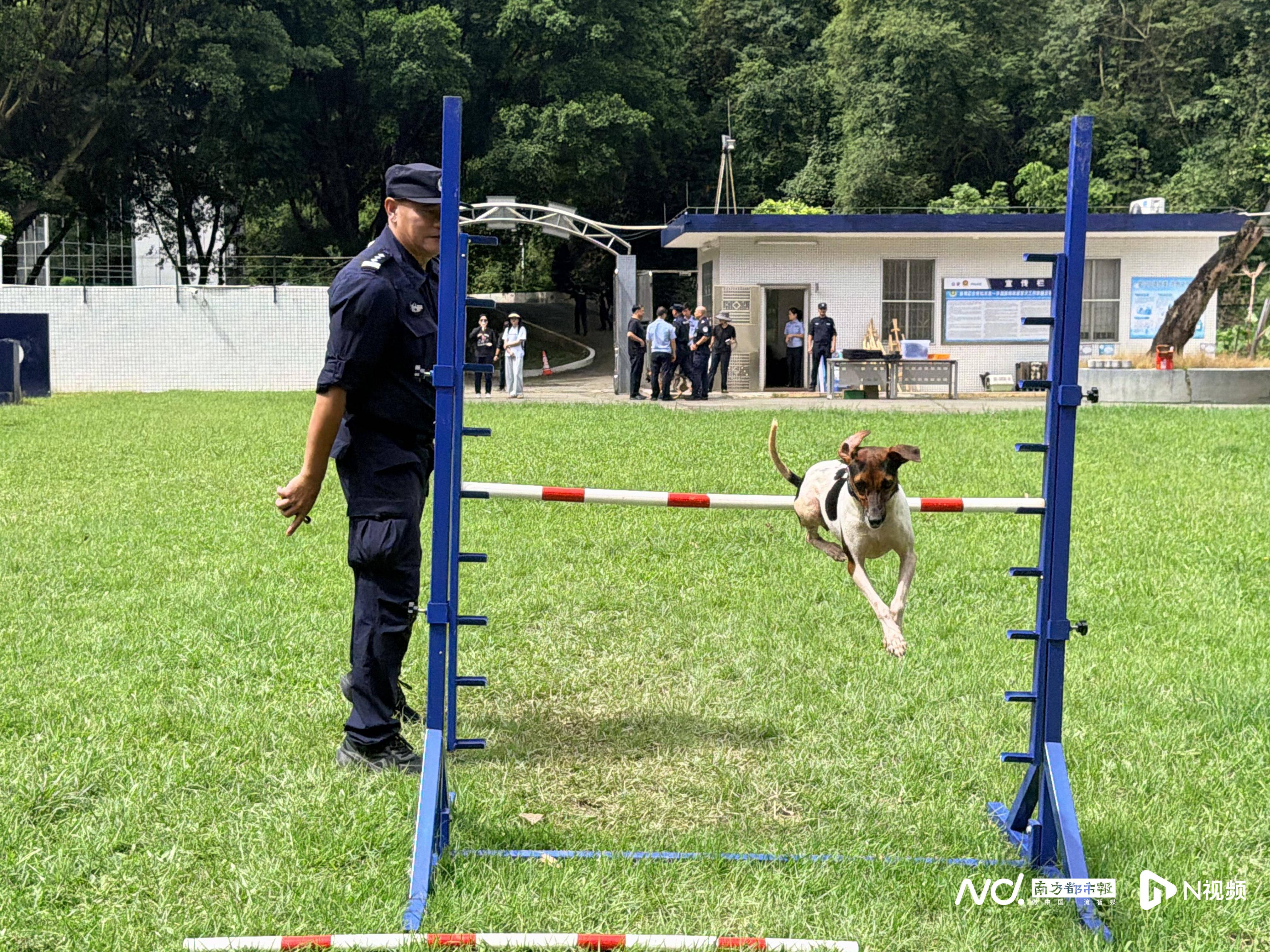 探訪廣州番禺警犬隊護航APEC訓練現場：快速在箱中搜爆